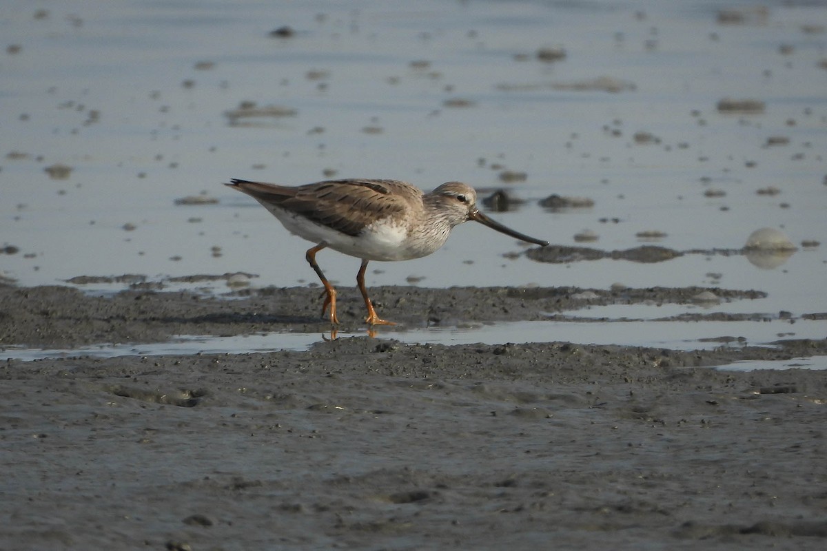 Terekwasserläufer - ML565348551