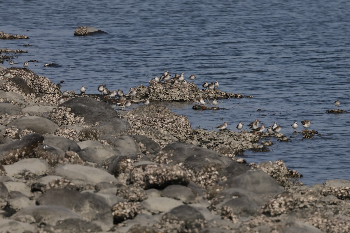 Terekwasserläufer - ML565348561