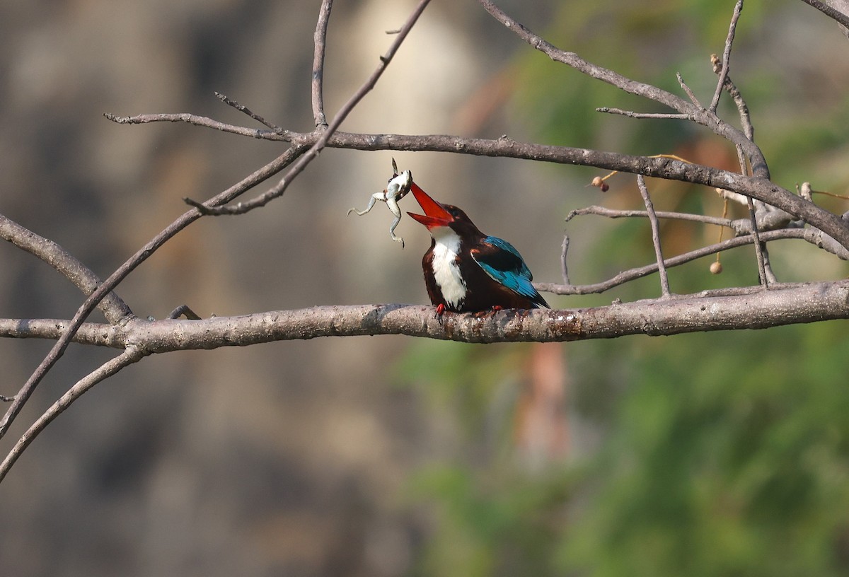 White-throated Kingfisher - PRABHAV Benara