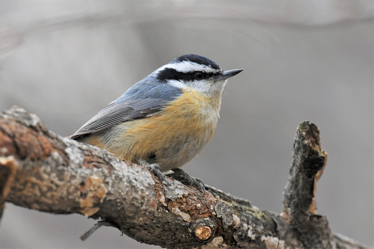 Red-breasted Nuthatch - ML565349401
