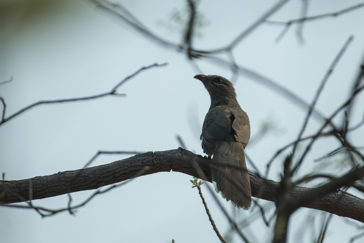 Sirkeer Malkoha - ML565350361