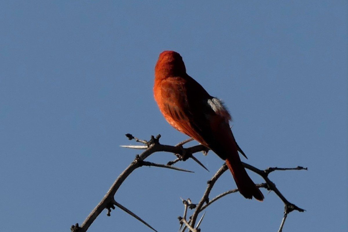 Summer Tanager - ML56535041