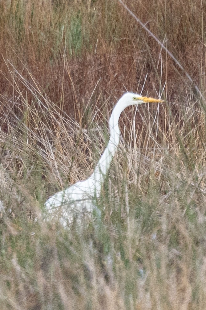 Great Egret - ML565351231