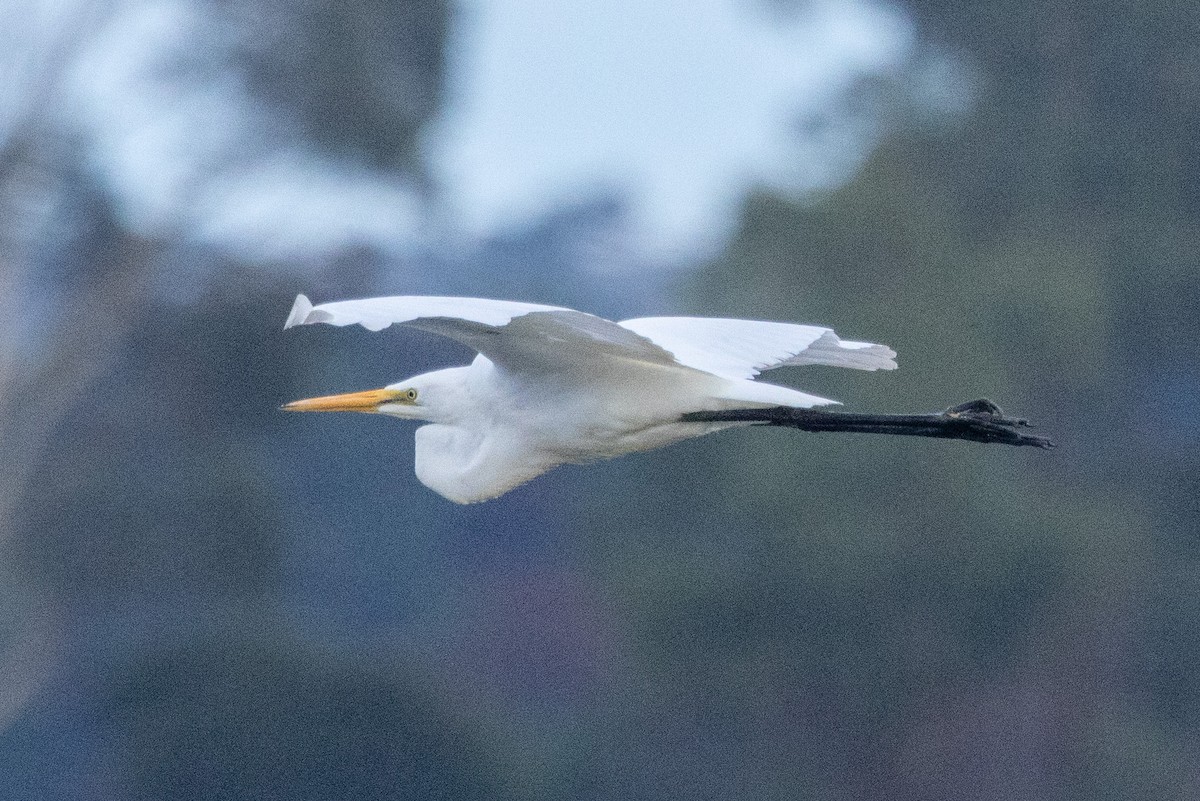 Great Egret - ML565351241