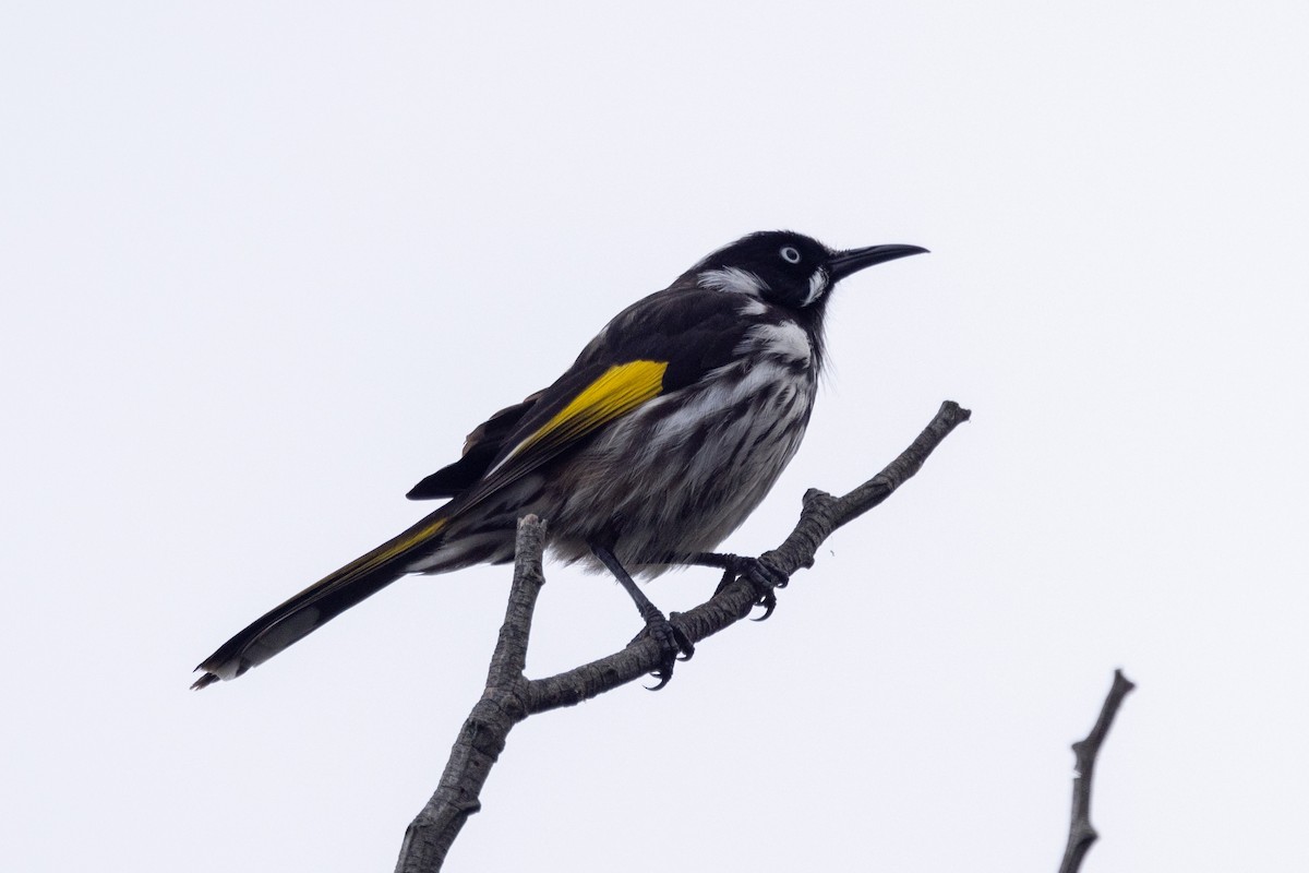 New Holland Honeyeater - ML565351281