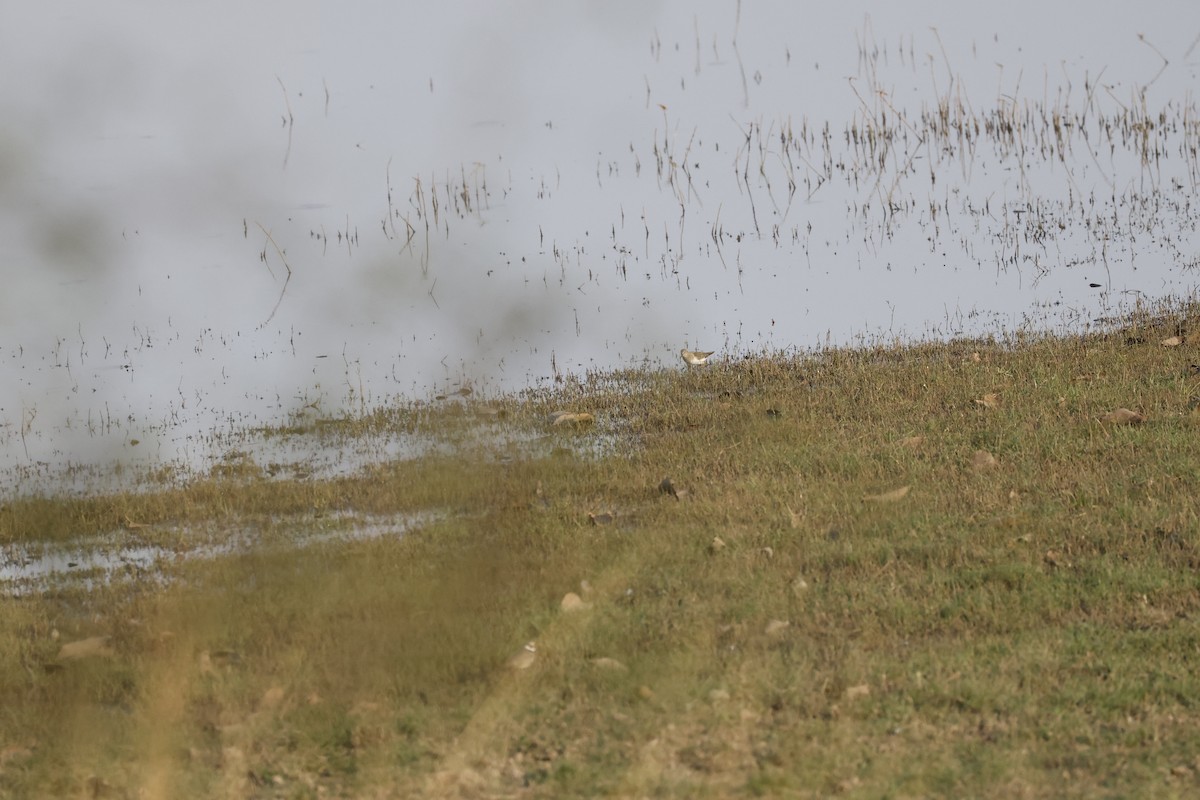 Temminck's Stint - ML565351291