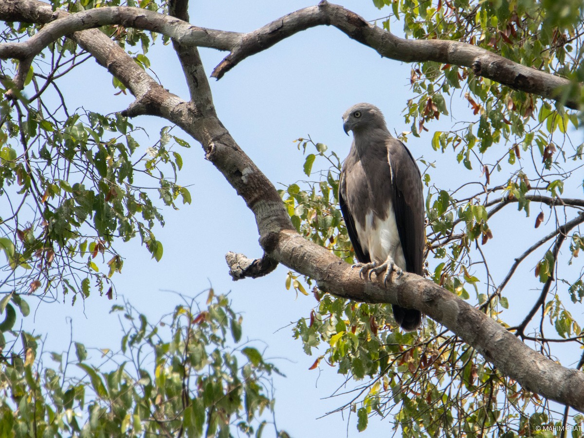 Lesser Fish-Eagle - Mahim B