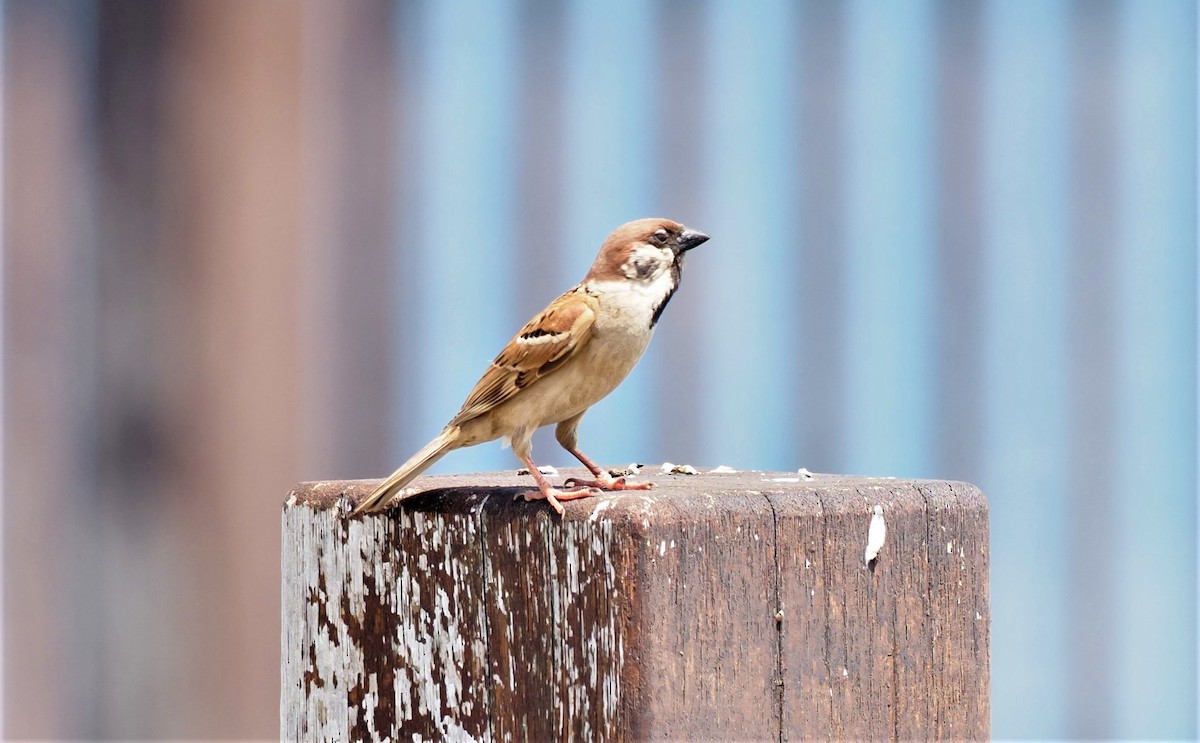 Eurasian Tree Sparrow - ML565352251
