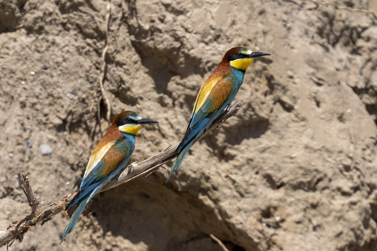 European Bee-eater - ML565352731