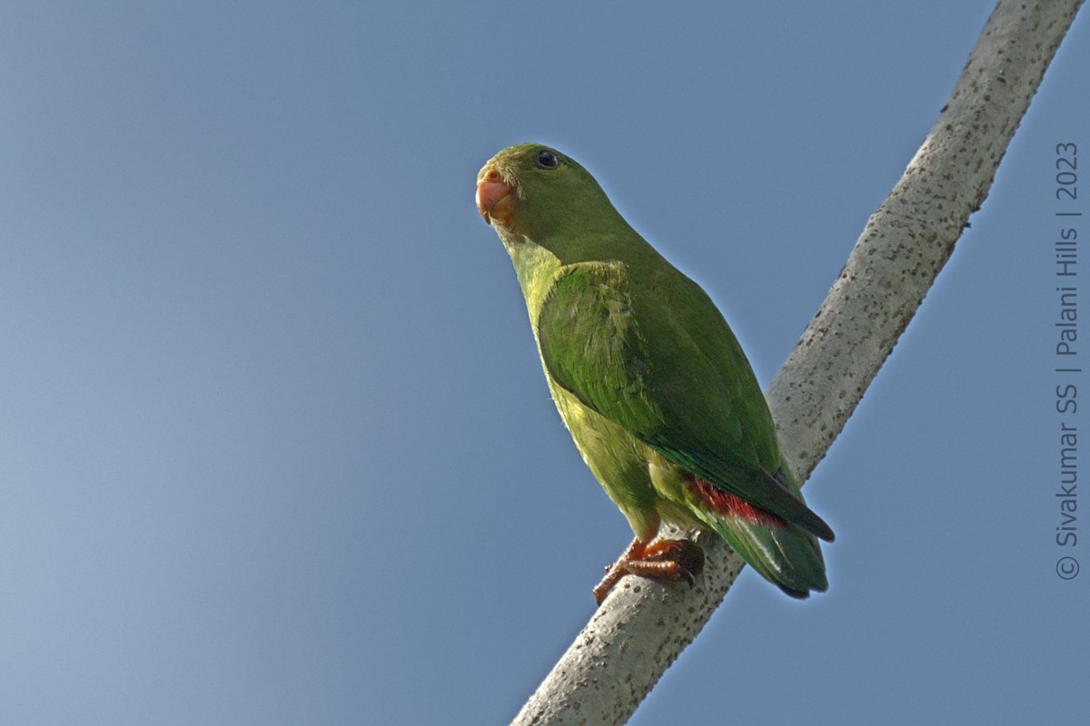 Vernal Hanging-Parrot - ML565353391