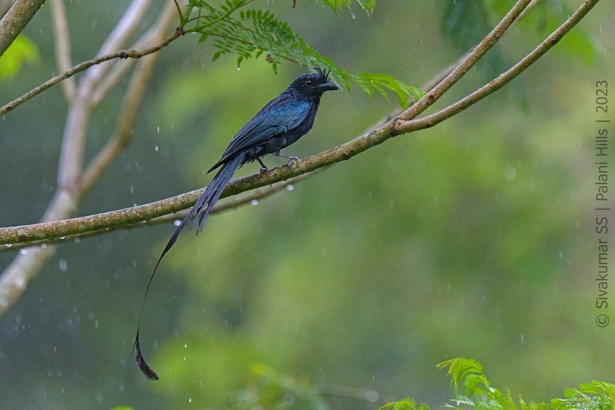 Greater Racket-tailed Drongo - ML565353751