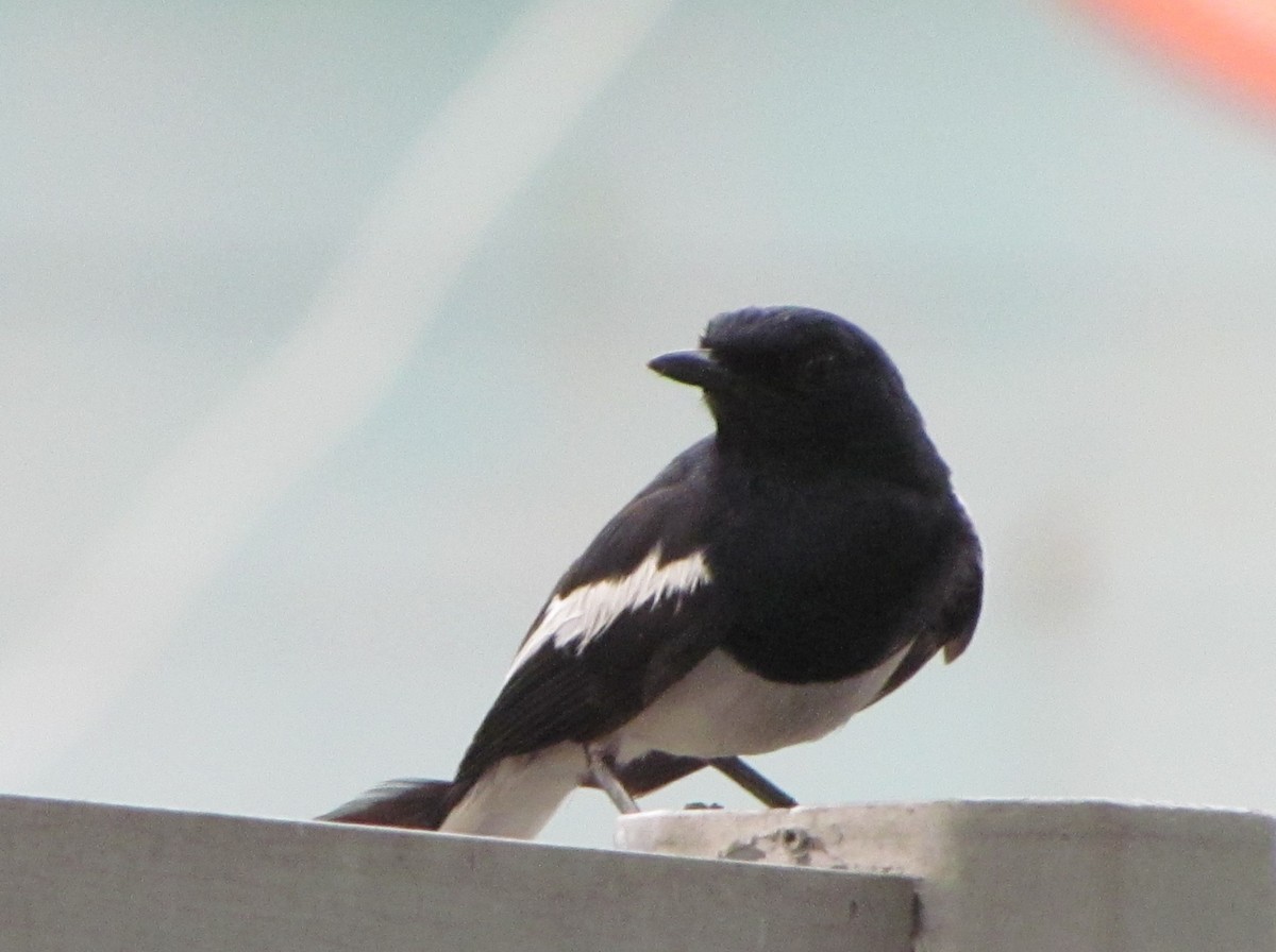 Oriental Magpie-Robin - ML565354221