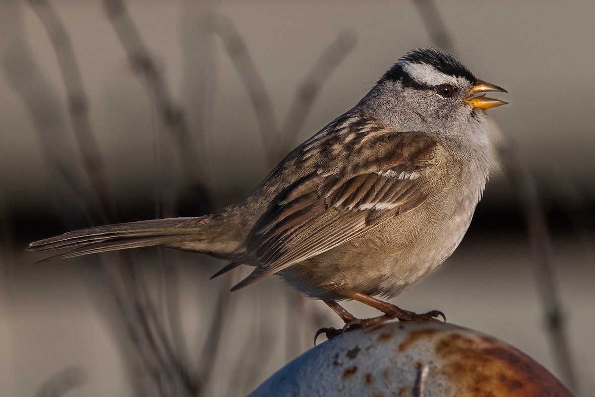 White-crowned Sparrow (pugetensis) - ML565354301