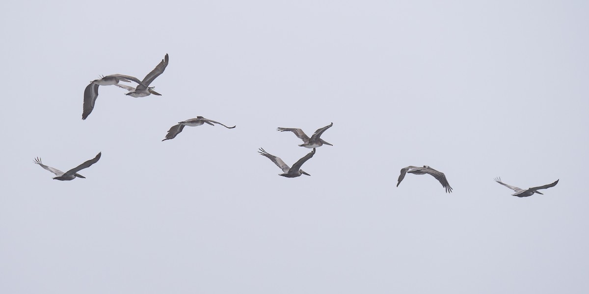 Brown Pelican - ML565354381