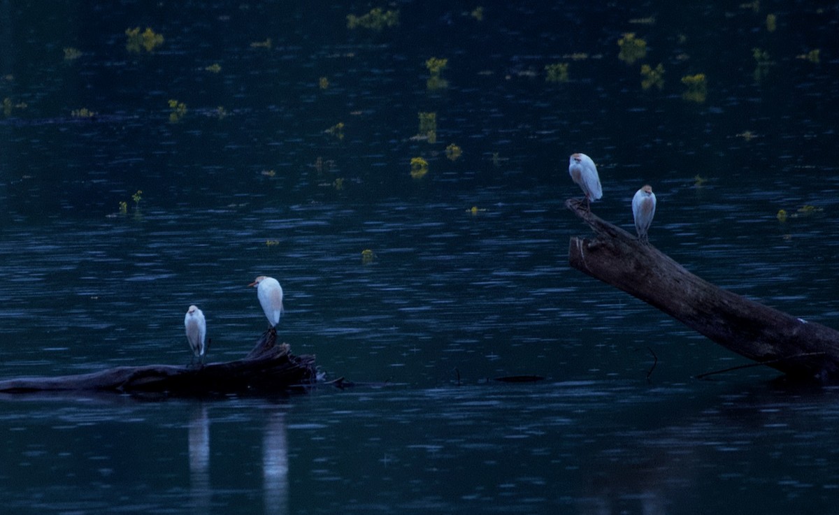 Western Cattle-Egret - ML565354491