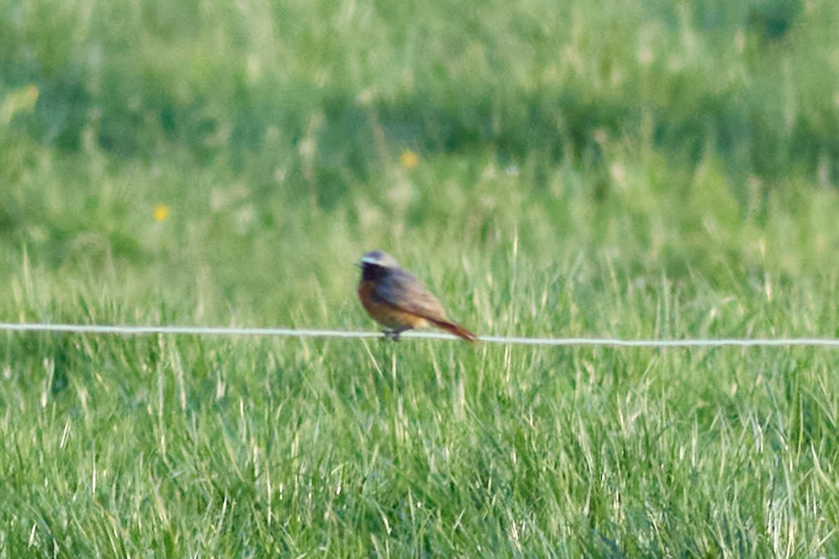 Common Redstart - ML565354931