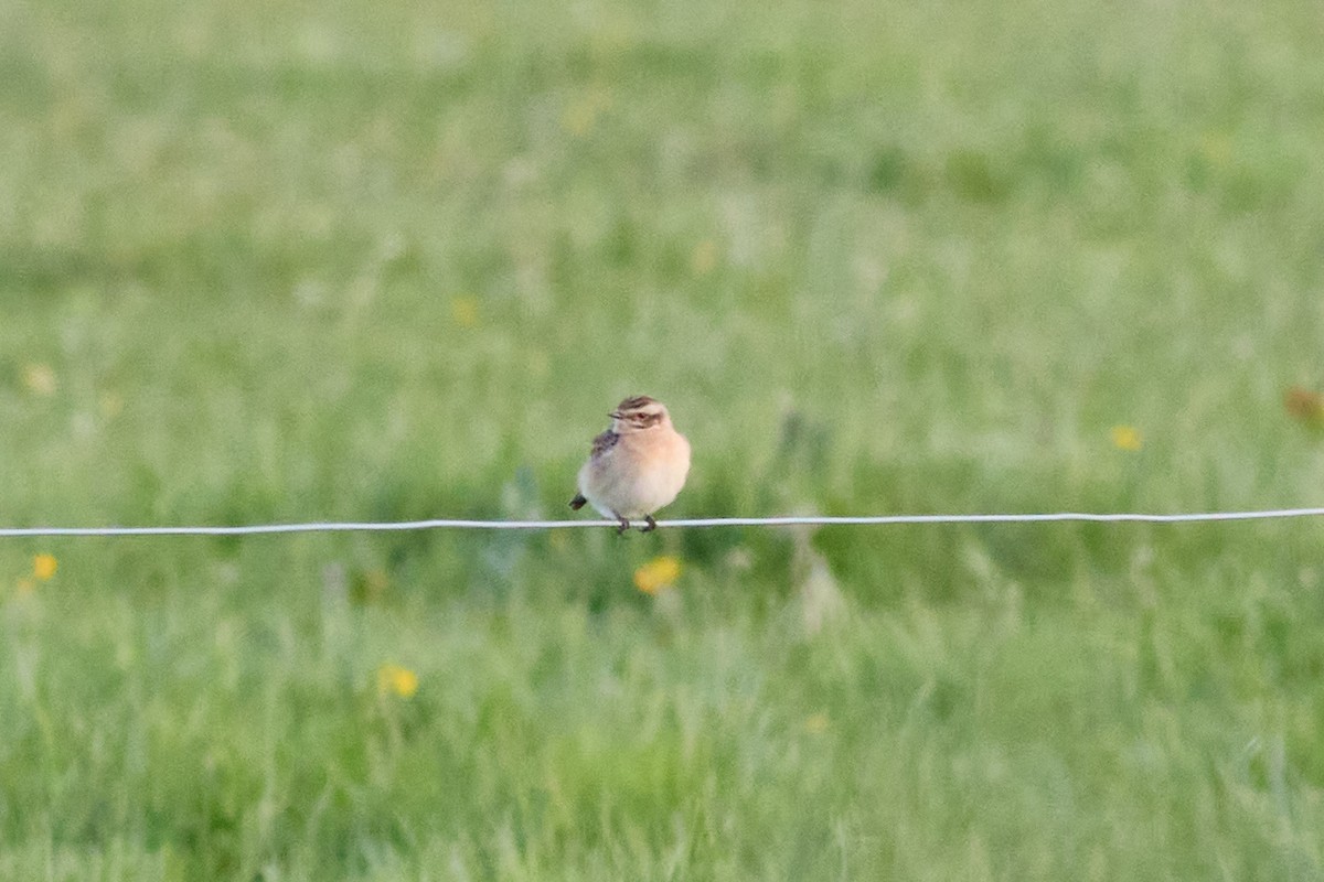 Whinchat - ML565354951