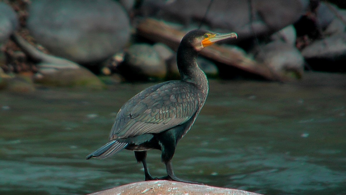 Great Cormorant - ML565355831