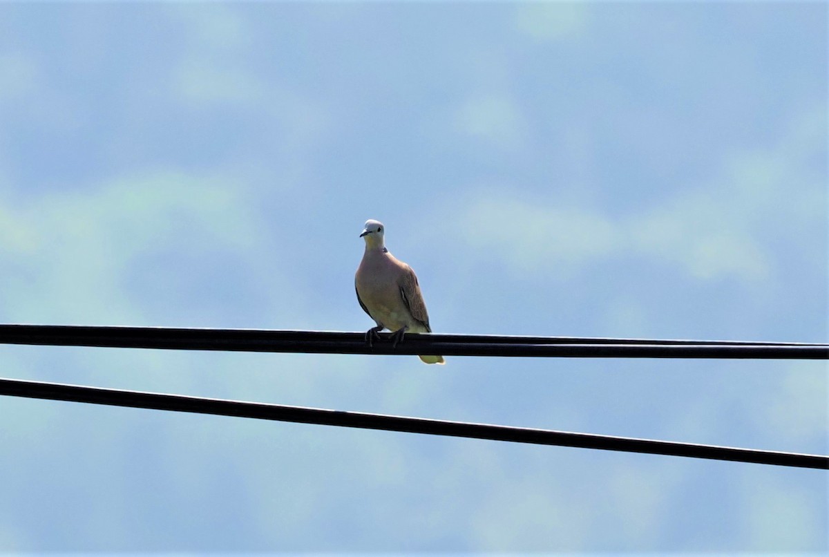 Red Collared-Dove - ML565355951