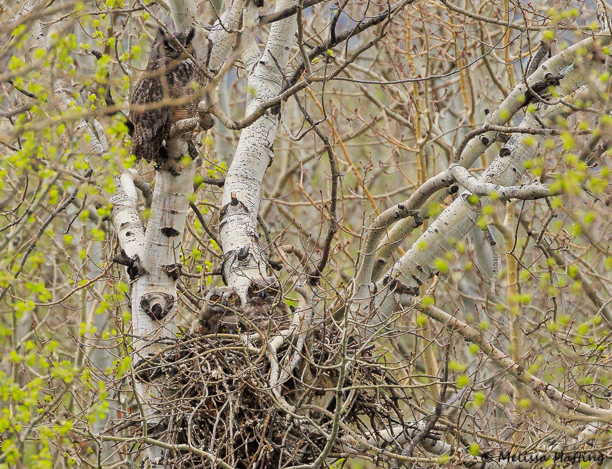 Great Horned Owl - ML565357831
