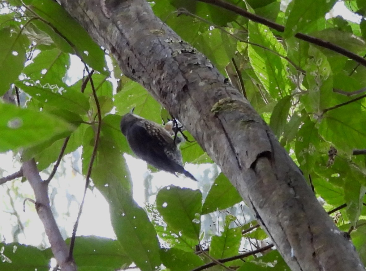 White-throated Treecreeper - ML565358351