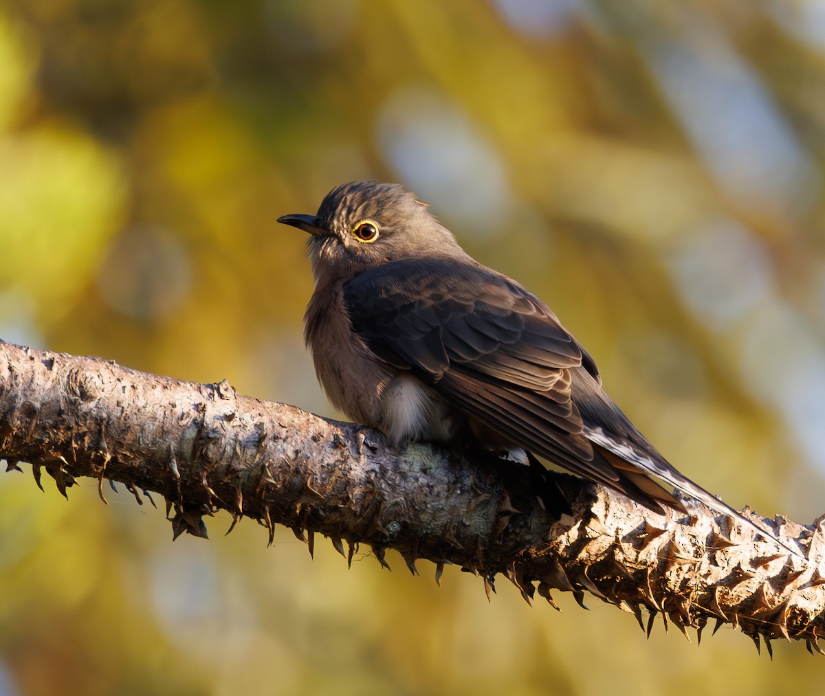 Fan-tailed Cuckoo - ML565361651