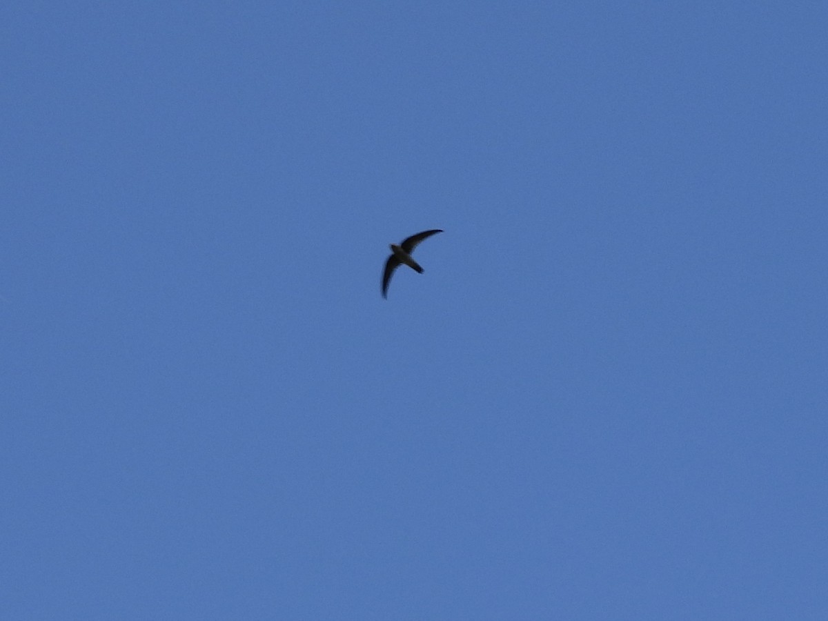 Germain's Swiftlet - ML565363661