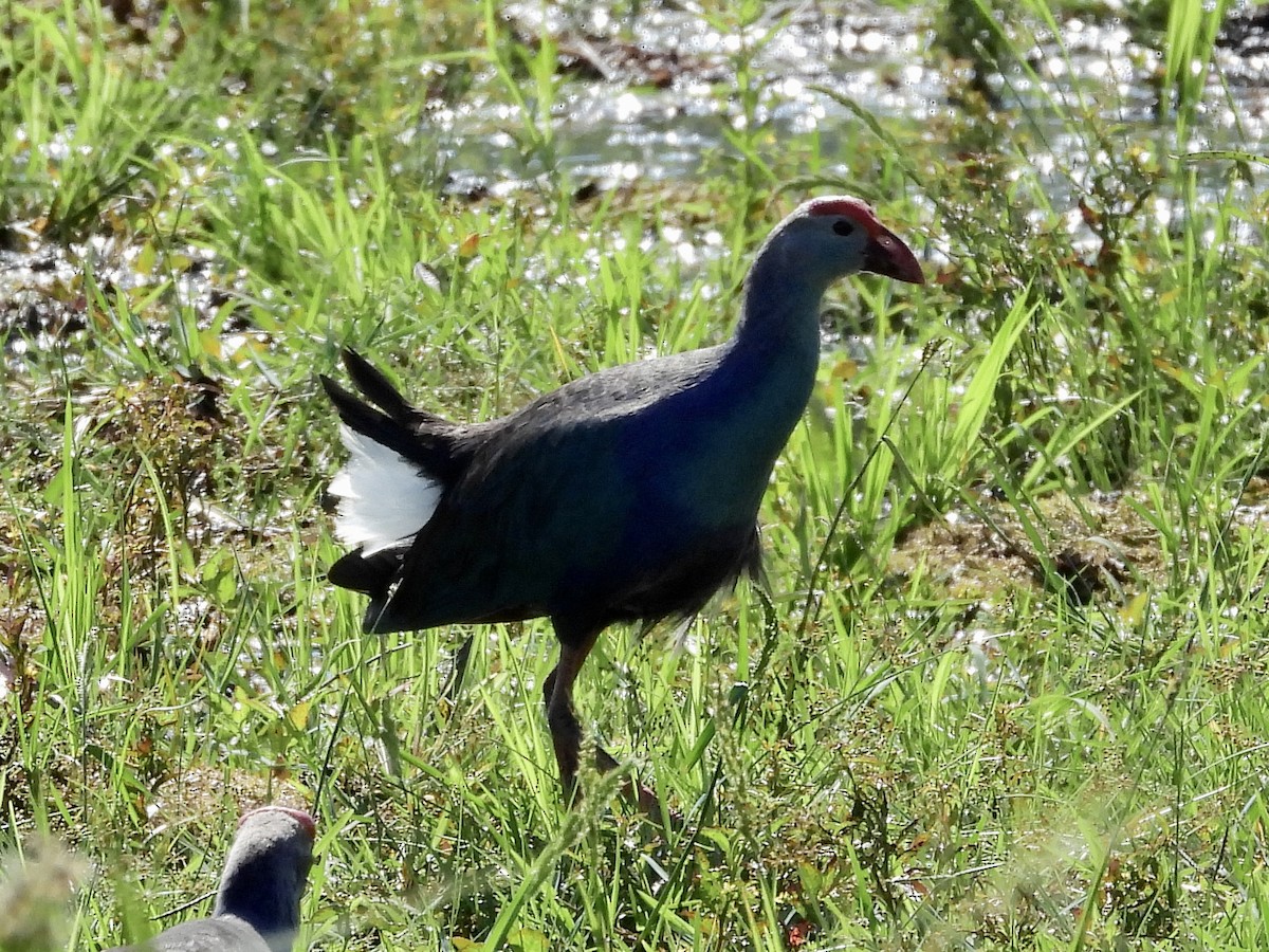 Gray-headed Swamphen - GARY DOUGLAS