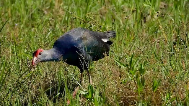 Gray-headed Swamphen - ML565363701