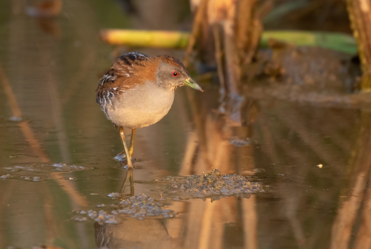 Baillon's Crake - David Ongley