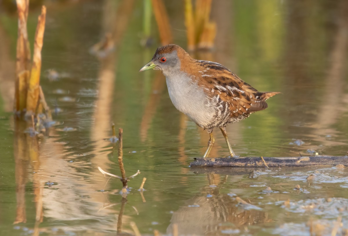 Baillon's Crake - David Ongley