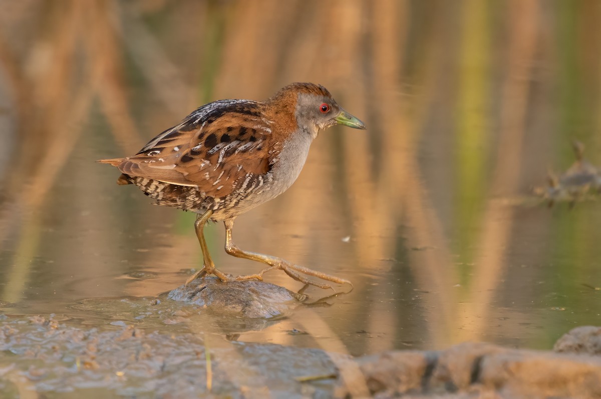 Baillon's Crake - David Ongley