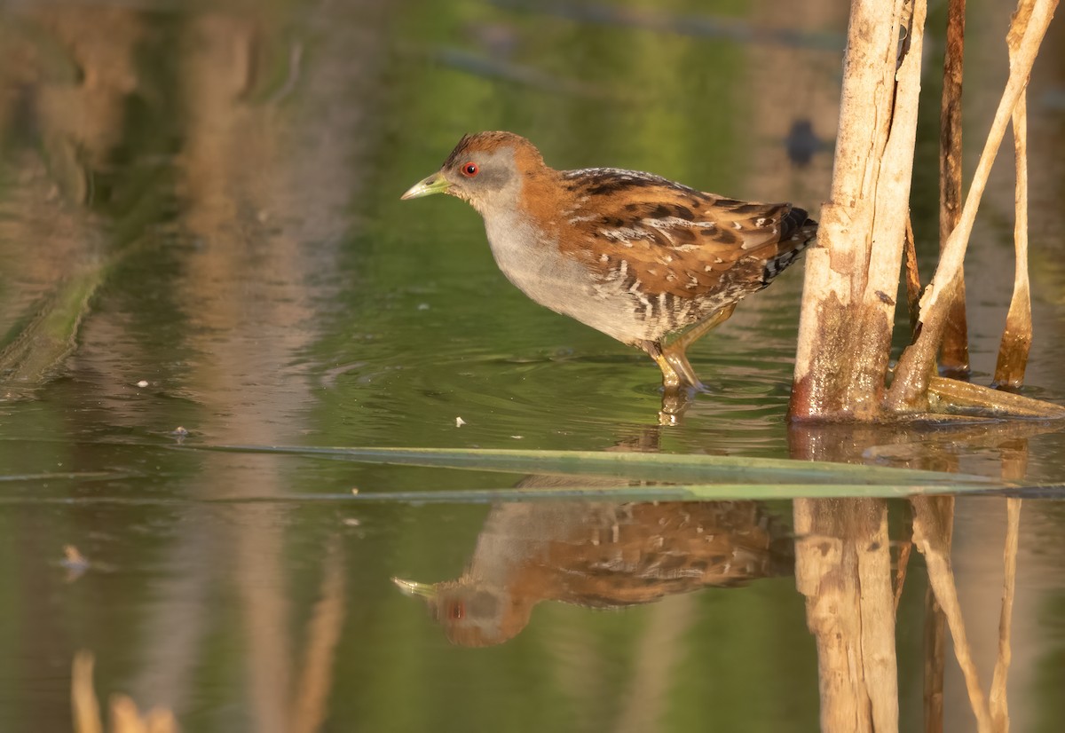 Baillon's Crake - David Ongley