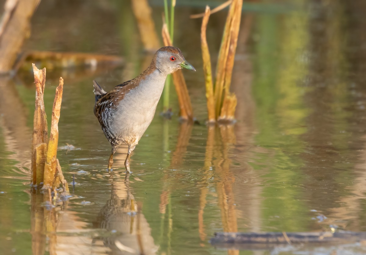 Baillon's Crake - ML565363791