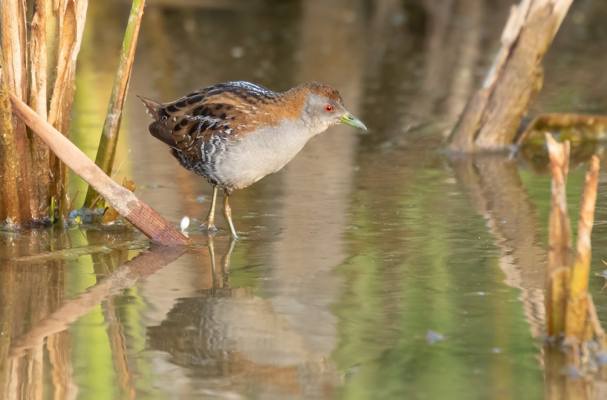 Baillon's Crake - ML565363801