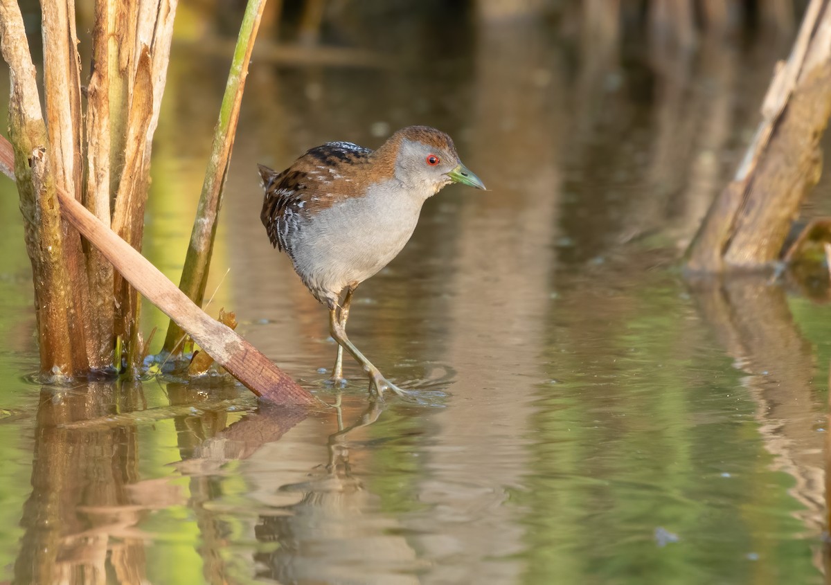 Baillon's Crake - David Ongley