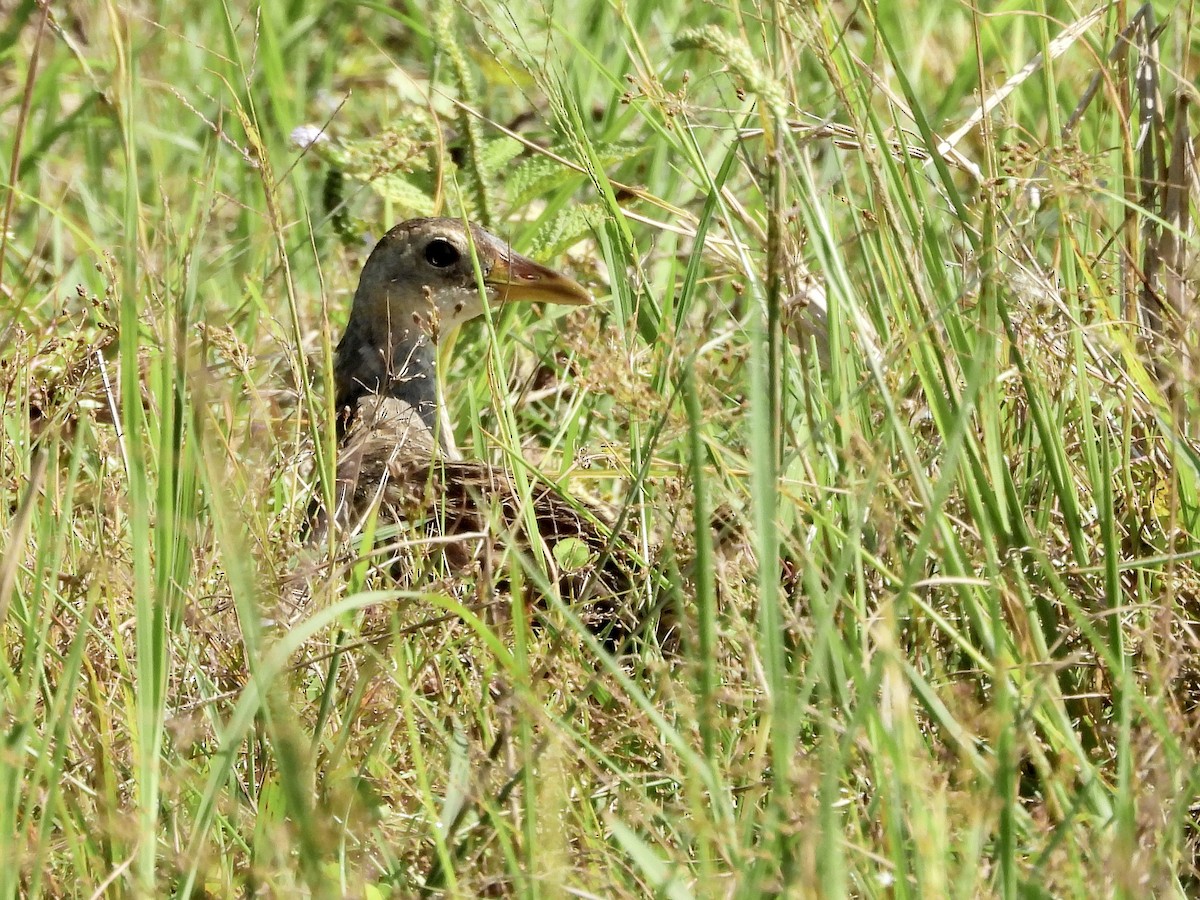 Watercock - ML565363851