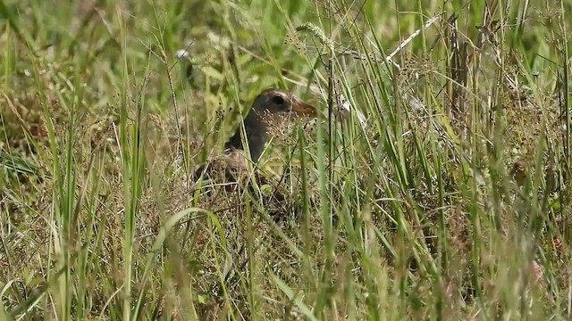 Рогатая камышница - ML565363881