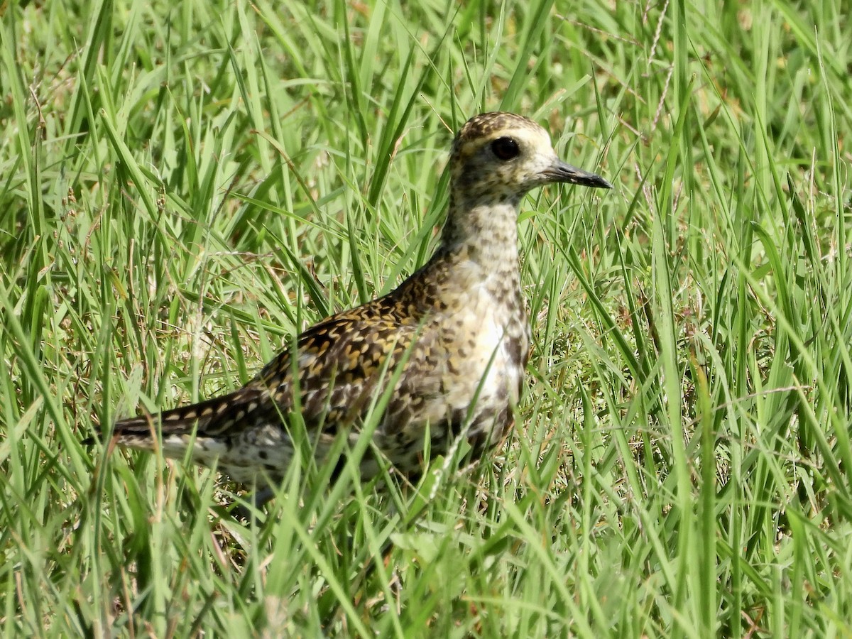 Pacific Golden-Plover - ML565363951