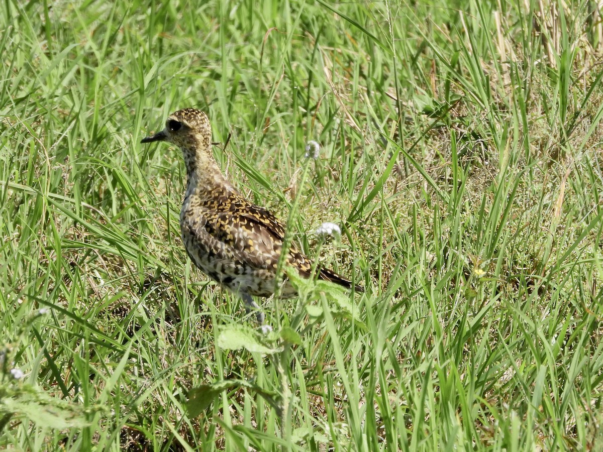 Chorlito Dorado Siberiano - ML565363961