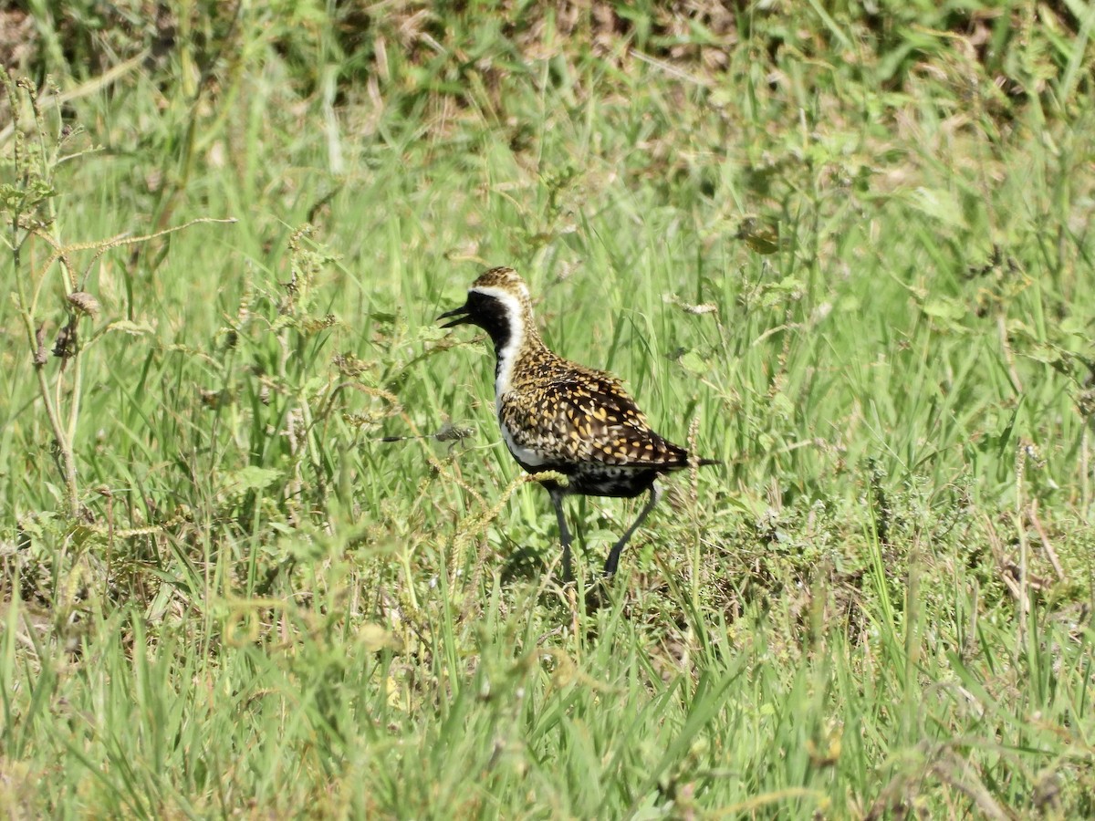 Pacific Golden-Plover - ML565363971