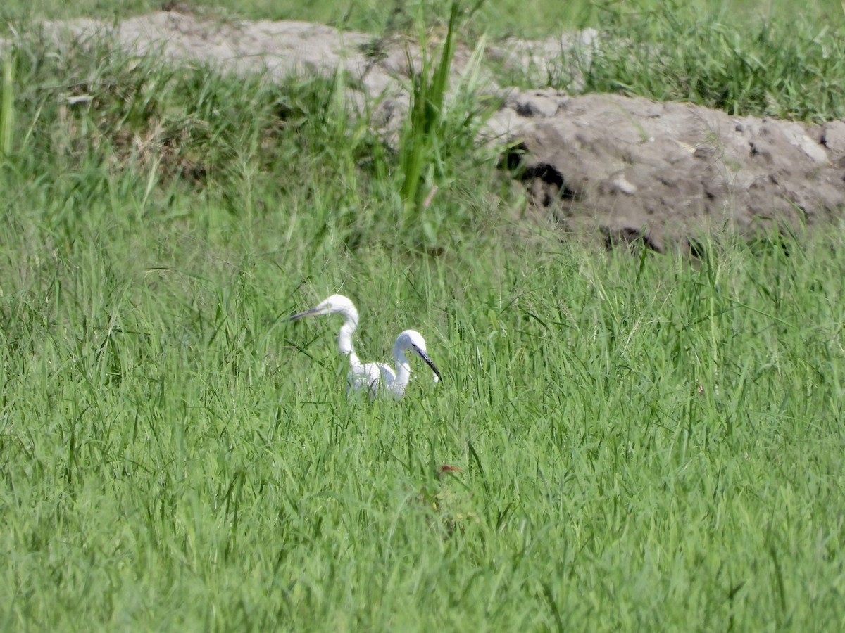 Little Egret - ML565364351