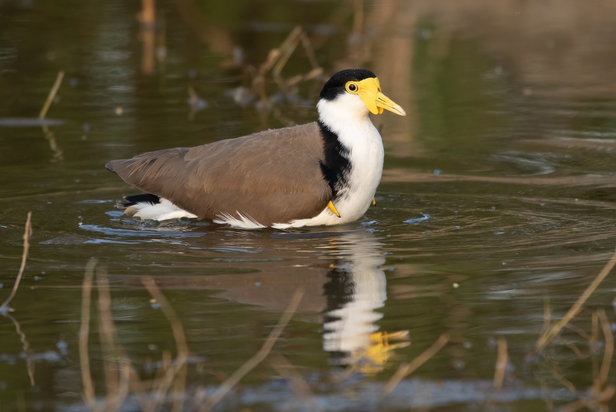 Masked Lapwing - David Ongley