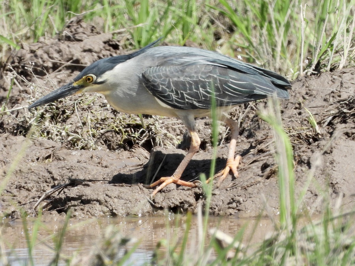 Striated Heron - ML565364491