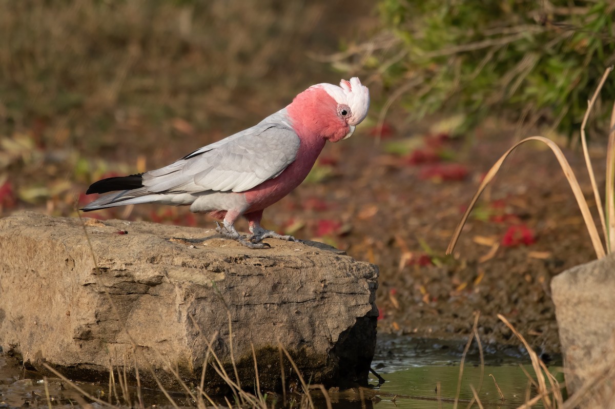 Cacatúa Galah - ML565364751