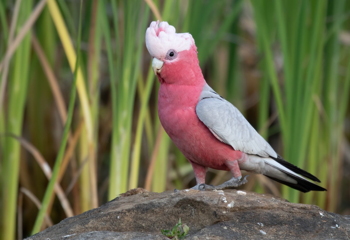 Cacatúa Galah - ML565364771