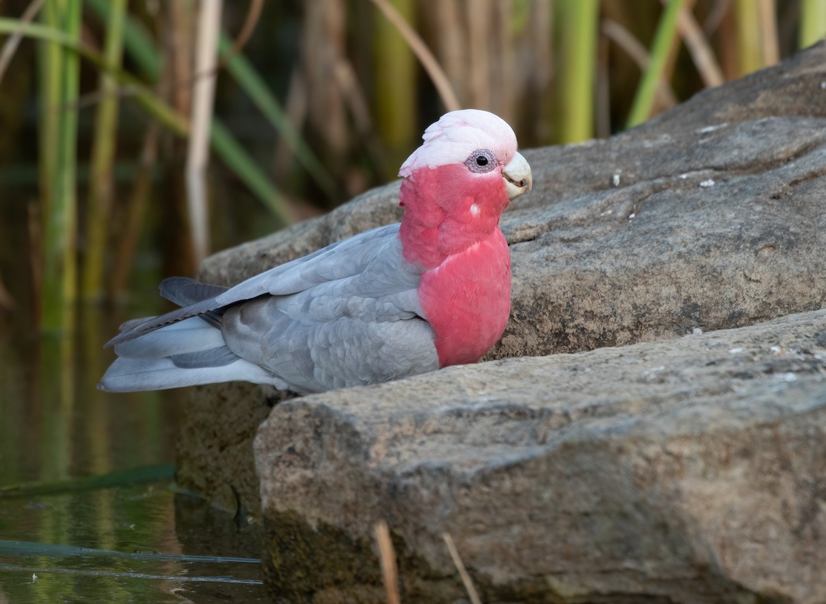 モモイロインコ - ML565364781