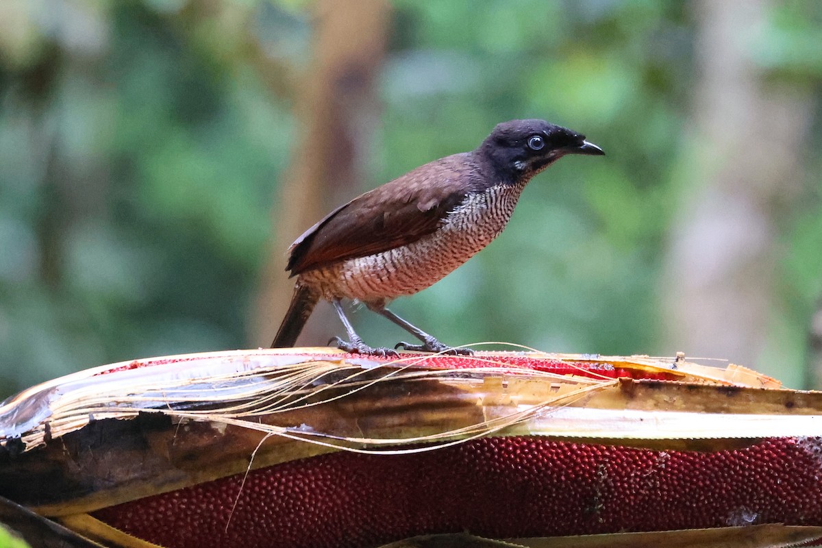 Western Parotia - ML565364931