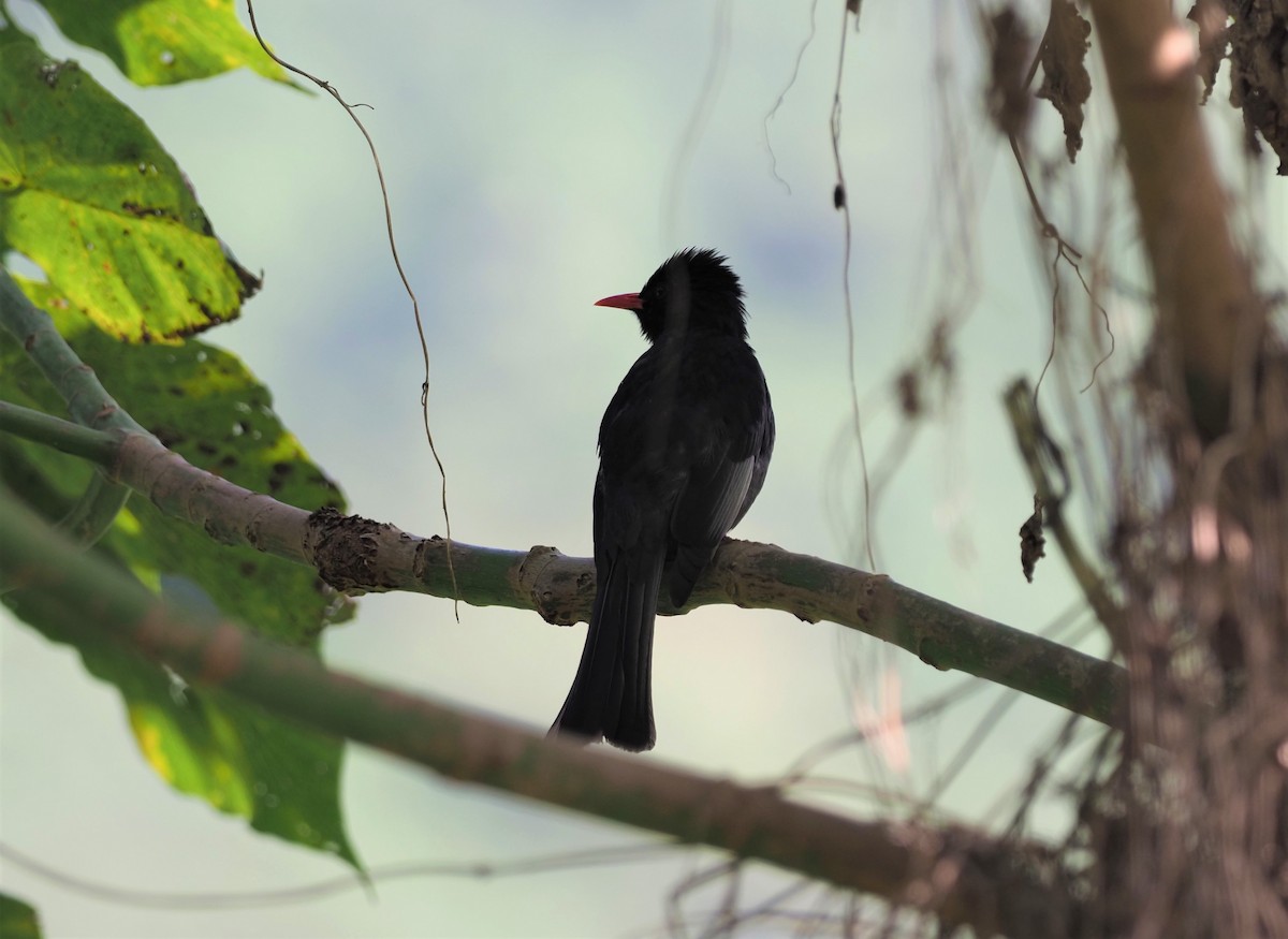 Bulbul Negro - ML565364951