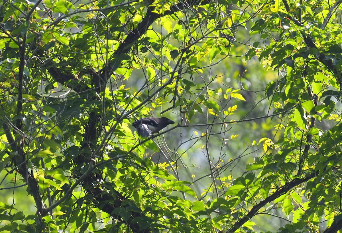 Gray Treepie - ML565365621